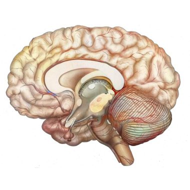 Cerebral vasculature: arteries of the diencephalon, cerebellum and brainstem.