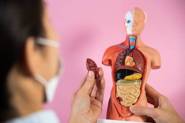Anatomical mannequin for teaching human organs