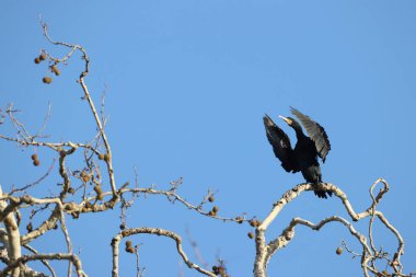Great cormorant in a park in western Paris, Ile de France, France.