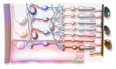 Zoom on the structure of the retina with vitreous body, internal limiting membrane, ganglion cells. .