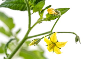 Close up on flowers and small tomatoes on white background.