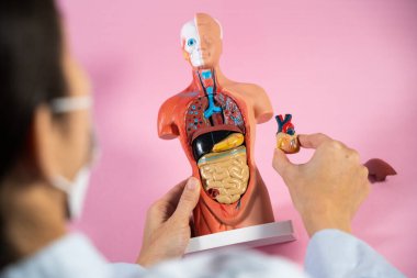 Anatomical mannequin for teaching human organs