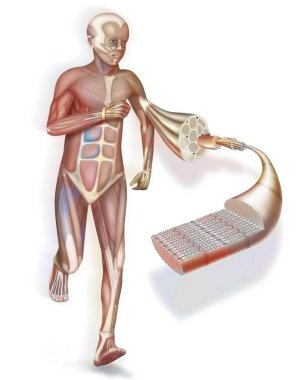A cut away and zoom on a muscle and its structure: tendon, muscle. .