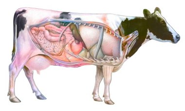 Anatomy of a cow showing the lungs, digestive system. .