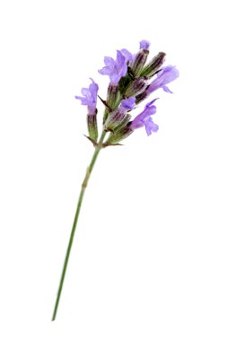 Close up of a sprig of lavender (lavandala angustifolia) on a white background.