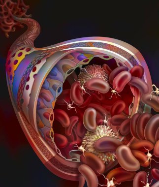 Wall of an artery made up of three tunics, each of which has one or more layers of tissue.