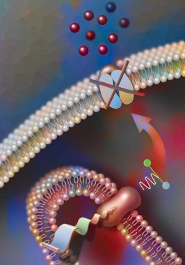 Phototransduction: functioning of a photoreceptor in daytime vision.