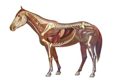 Anatomy of a mare showing the heart, stomach and skeleton. .