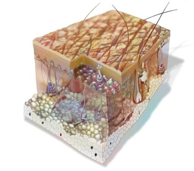 Skin section showing all the structures: the layers of the epidermis, the structure of the dermis. .
