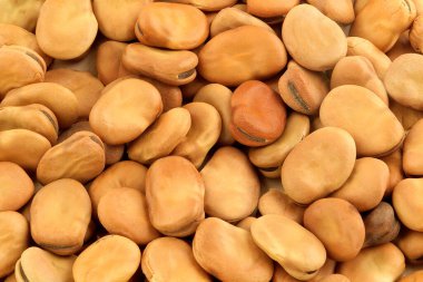 BROAD BEANs close-up view