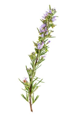 Blossoming rosemary branch isolated on white