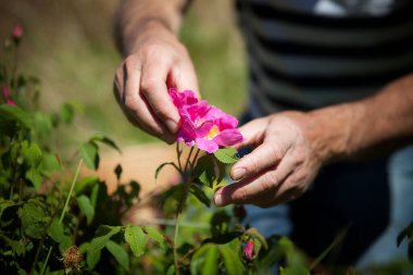 Harvest of Provins rose with soothing properties for digestive and throat ailments.