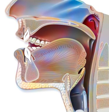 Position of the mouth for the pronunciation of the 'A' in phonation.