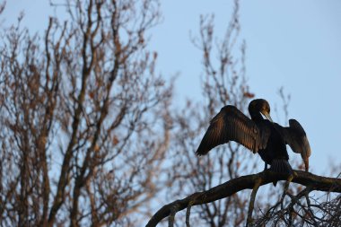 Great cormorant in a park in western Paris, Ile de France, France.
