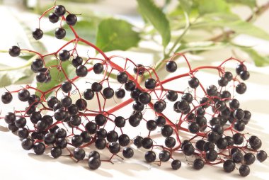 Elderberries. close-up view
