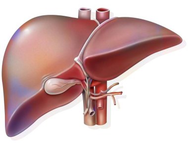 Liver and gall bladder with evidence of hepatic hilum. clipart