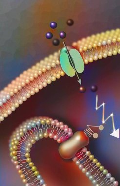 Phototransduction: operation of a photoreceptor in night vision.