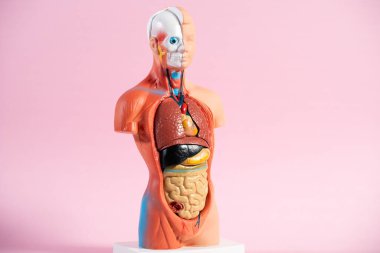 Anatomical mannequin for teaching human organs