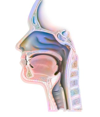 Upper airways showing the larynx, epiglottis. . clipart