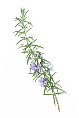 Rosemary branch and flowers on white background