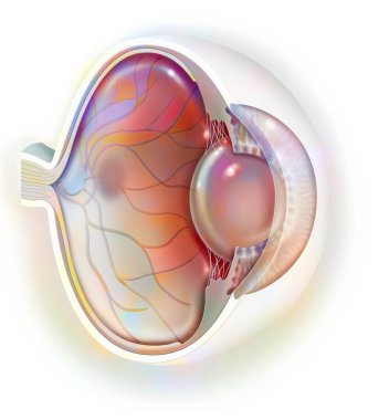 Sagittal view of the eye anatomy showing lens, retina, cornea, iris, choroid. .