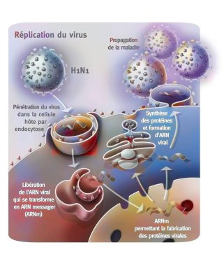 Penetration and replication of the H1N1 virus through a host cell.