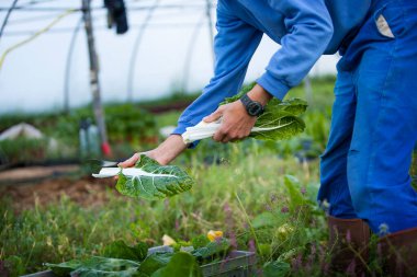 Organic farmer harvesting 35 kinds of vegetables working directly with consumers, here harvesting chard.
