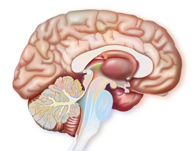 Median sagittal section of the brain with cingulate gyrus, tonsil, hypothalamus. .