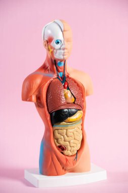 Anatomical mannequin for teaching human organs