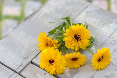 Calendula. Marigold flower with leaf white wooden table