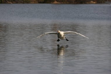 Mute swan in a park in Paris, Ile de France, France.