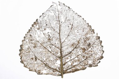 Beyaz arkaplanda yaprak izole edildi