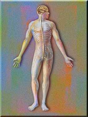 Silhouette with the nervous system consisting of the central system and the peripheral system.