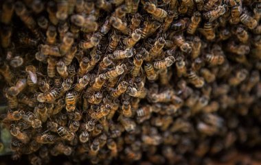 The hives are moved over the blooms.