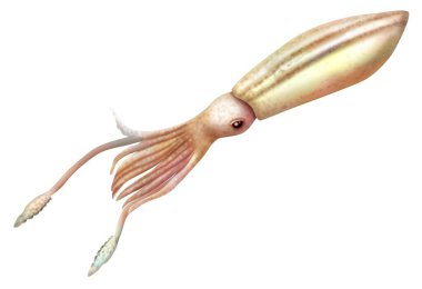 Representation of a giant squid isolated on a white background.