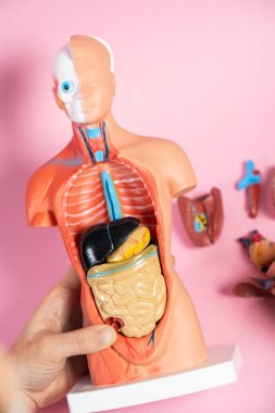 Anatomical mannequin for teaching human organs
