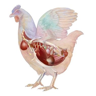 Anatomy of the hen showing her digestive and genital system. .