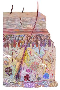 Section of skin with epidermis, dermis, hypodermis and lipid layer.
