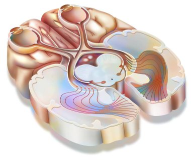 The optic tract: transmission of visual information from the retina to the visual cortex.