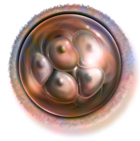 Cell Embryo Days Fertilization Morula Stage — ストック写真