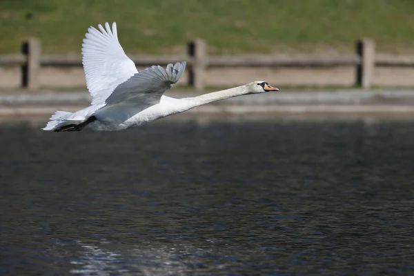 Mute Swan Park Paris Ile France France — Zdjęcie stockowe