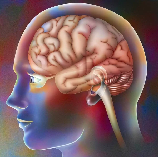 Visual areas of a brain in the skull of a man.