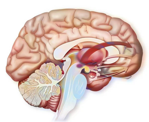 Brain Functioning Birth Love Desire — Zdjęcie stockowe