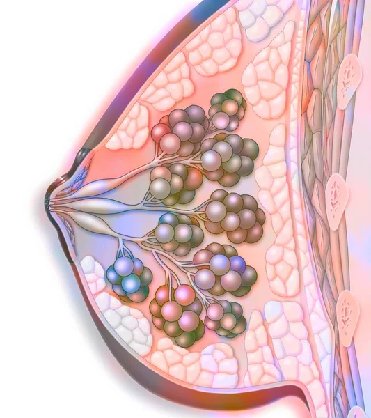 Breast anatomy (dark skin) with nipple, mammillary muscle.