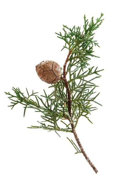 Pine Branch White Background — Stock Photo, Image
