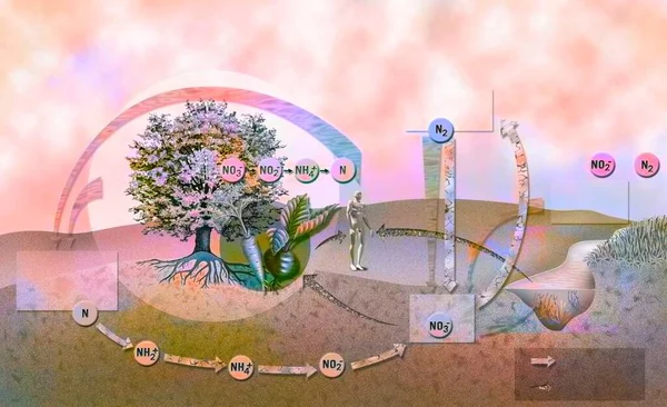 Nitrogen Cycle Importance Bacteria Recycling Nitrogen Ecosystem — Stockfoto