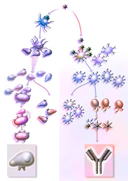 Immune Reaction Thanks Cd8 Lymphocytes Left Production Antibodies Right — ストック写真