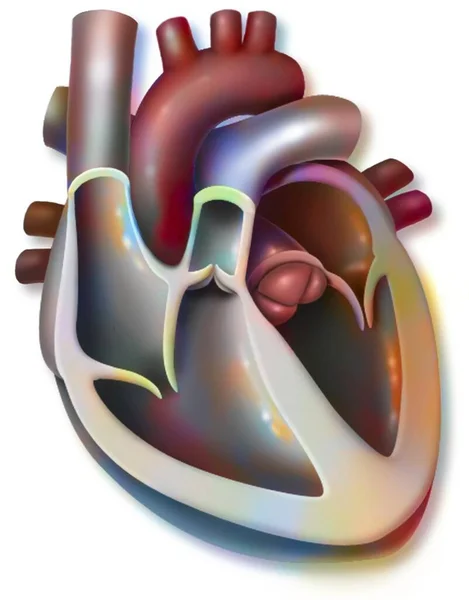 Anatomy Heart Internal Anterior View Venous Arterial Blood — Foto Stock