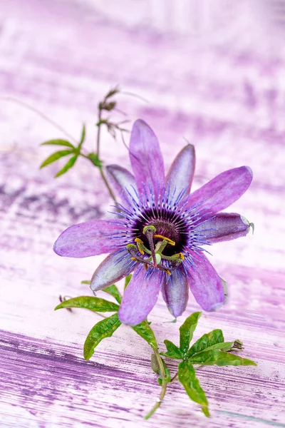 Close Purple Passionflower Flower Isolated Purple Background —  Fotos de Stock