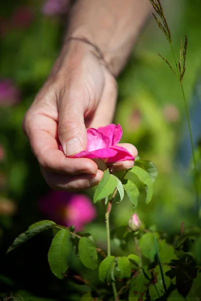 Harvest of Provins rose with soothing properties for digestive and throat ailments.